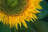 Yellow Flower_50908